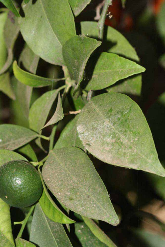              Shade leaves (Riverside, CA)       